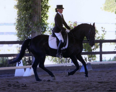 2008 sport horse scarlet1x100000