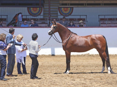 2019 reg2 show halter
