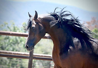 horse head and neck