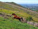 meagan shaffer horse running up hill