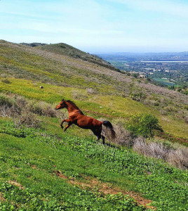 meagan shaffer horse running up hill
