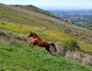 meagan shaffer horse running up hillx100000