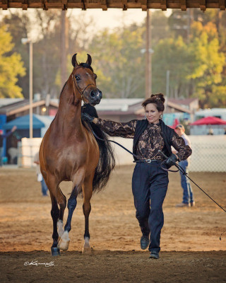 r2 2015 sateve 06794 halter entrancex100000